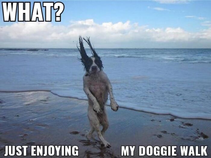 Funniest Doggy I've Seen My Entire Life