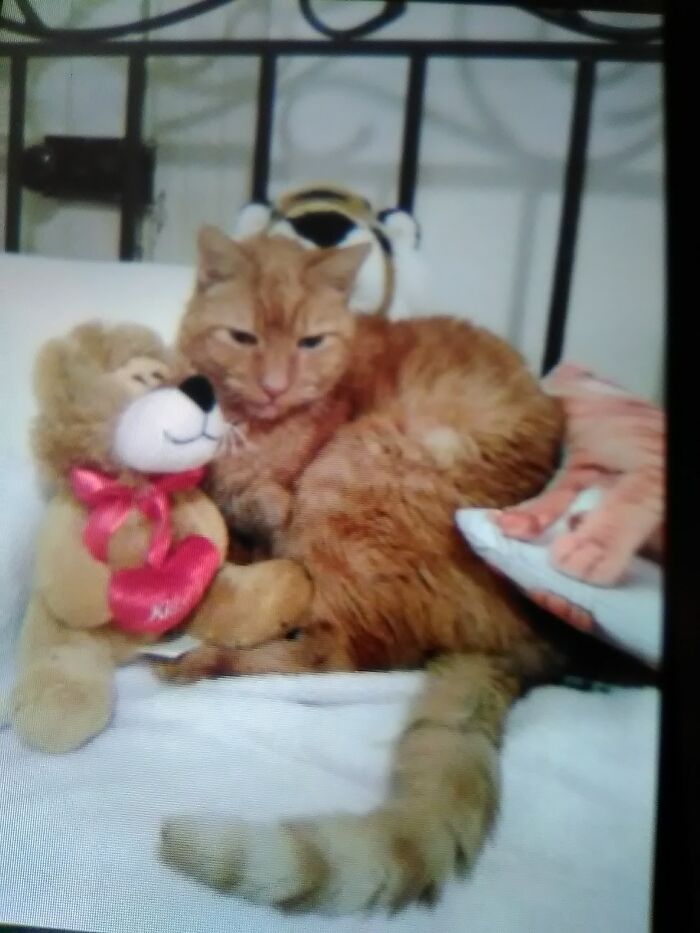 Ozzie, Forever Fourteen. The Light Of My Life, The Heart Of My Heart Passed Away In 2016. I Miss Him Every Day