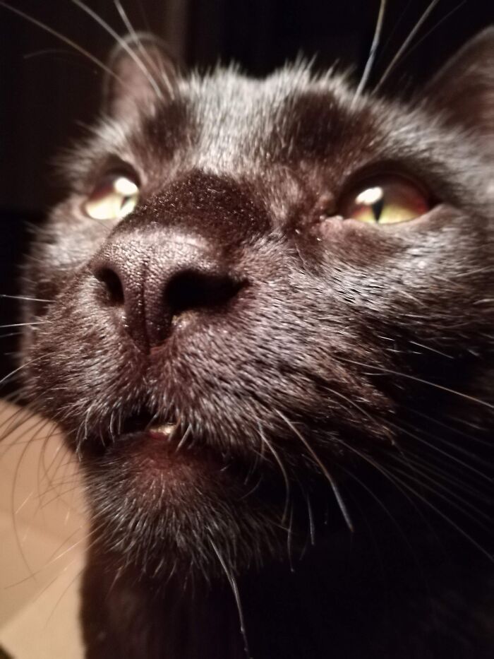 Close-Up Of My Cat