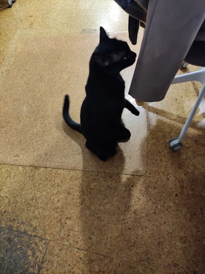 Is That A Cat? Is That A Meerkat? Nobody Knows!