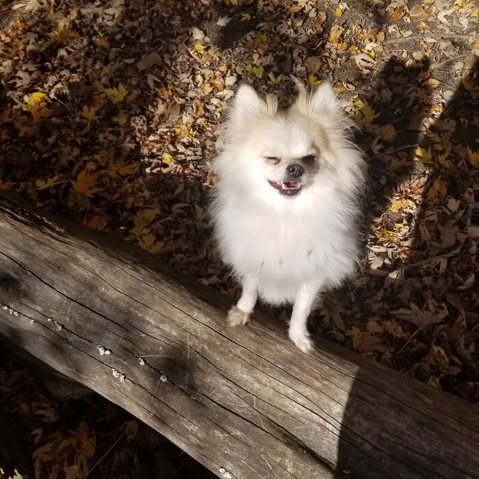 This Is Hannibal. If You Stop Petting Him, He Will Bite You