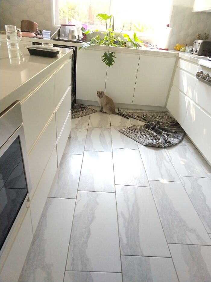 "I. Saw. A. Mouse." (There's No Mouse.)