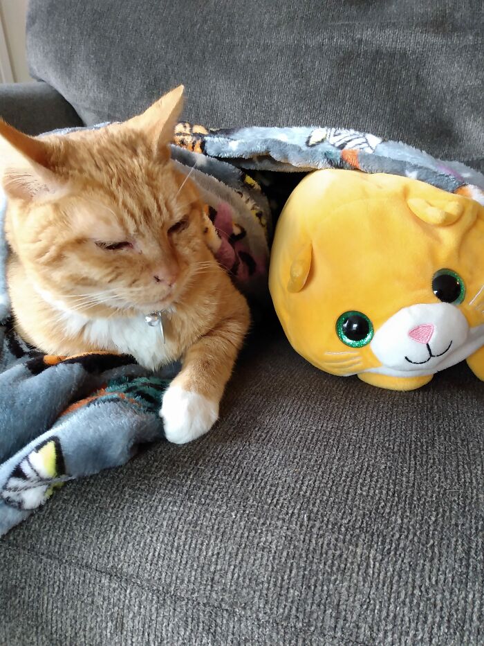 Nap Time For Kitties 😻