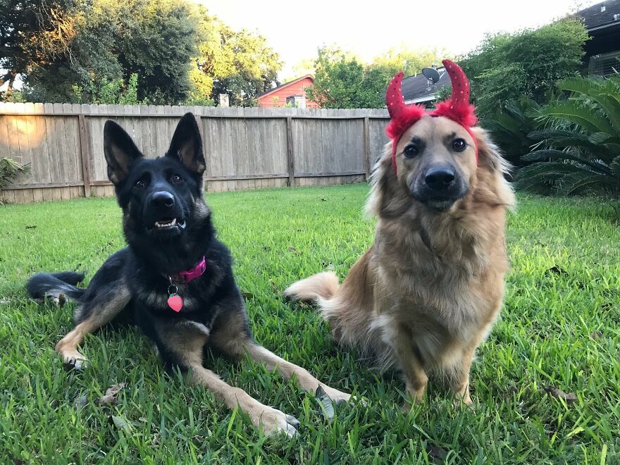 My Little Devils 💞
