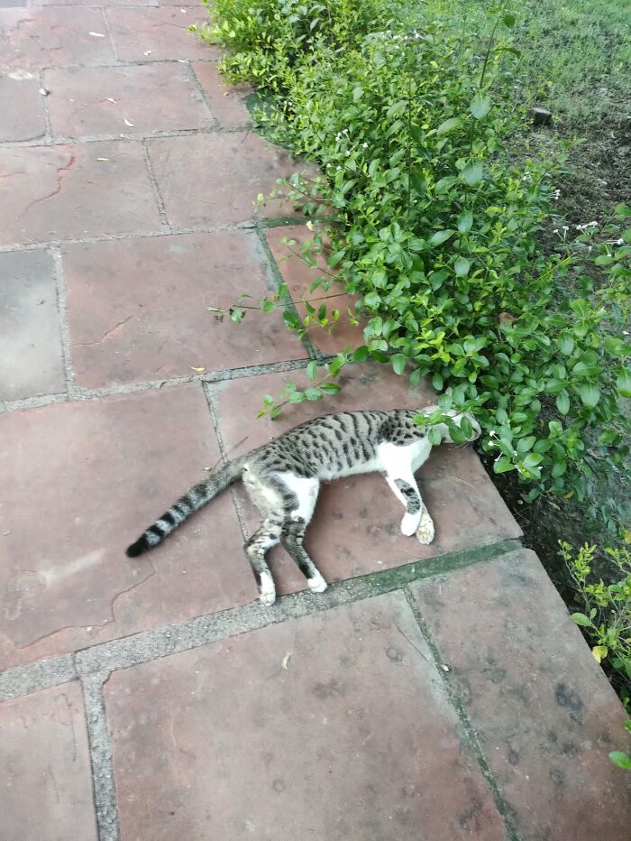 The Cat Blocking The Path