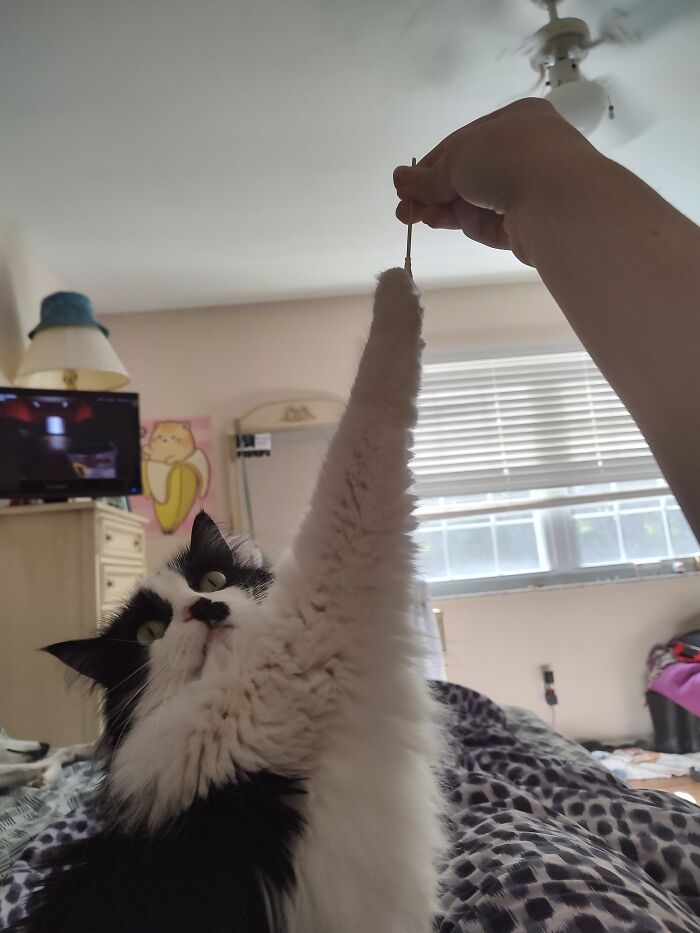 My Cat Is Obsessed With Q-Tips 😂