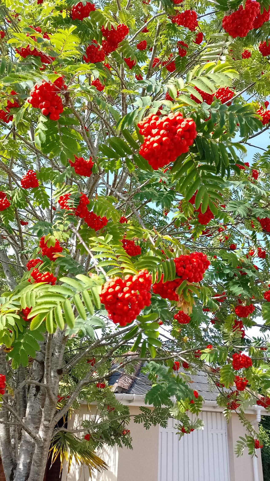 I Am New Here! My Flowers! I Am New Here! My Flowers!