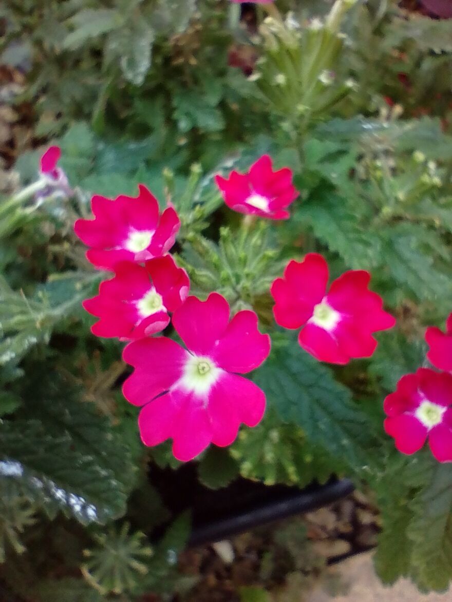 I Am New Here! My Flowers! I Am New Here! My Flowers!