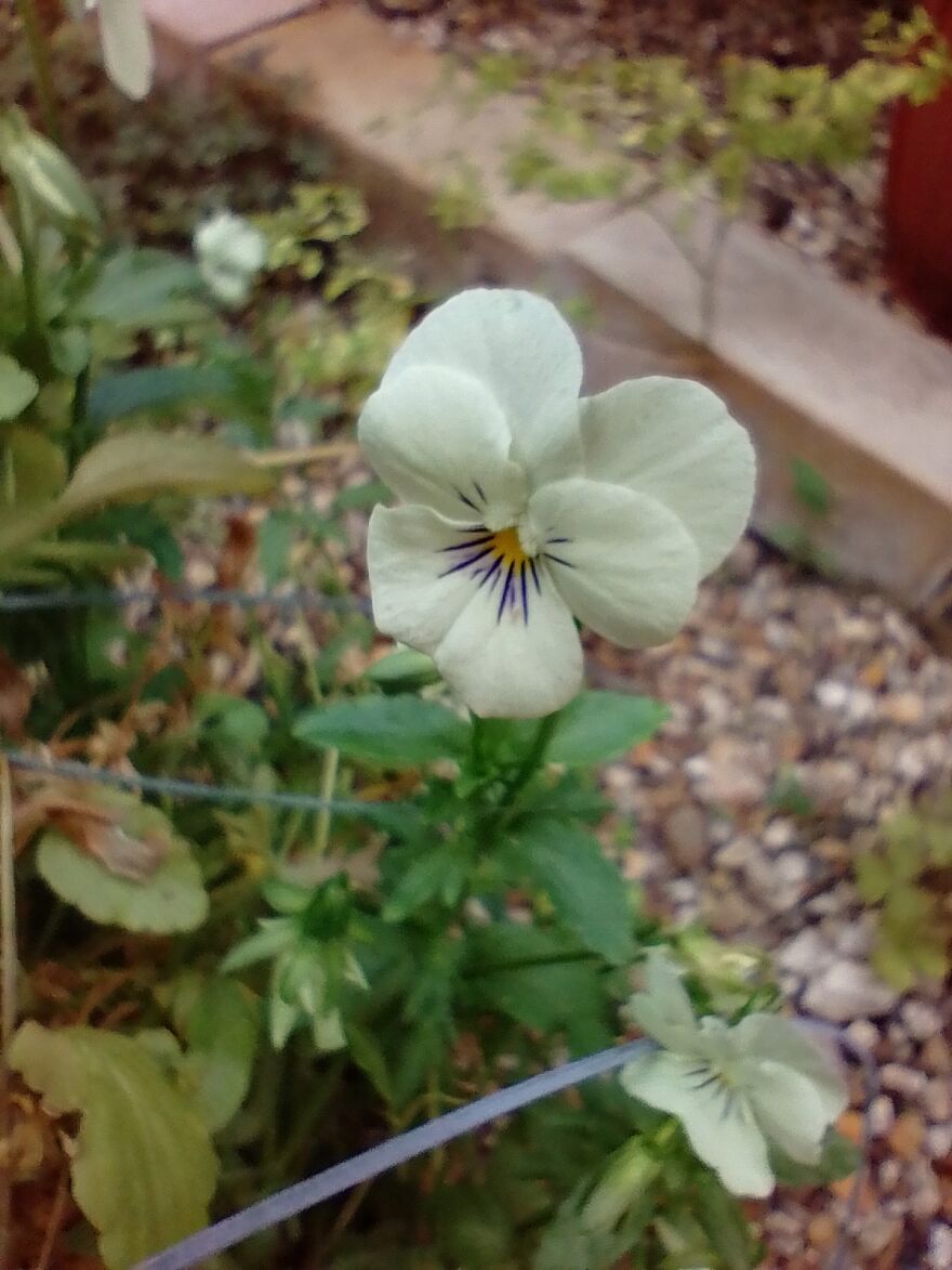 I Am New Here! My Flowers! I Am New Here! My Flowers!