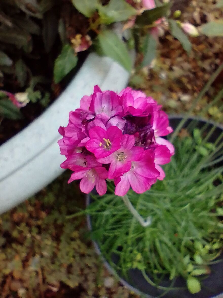 I Am New Here! My Flowers! I Am New Here! My Flowers!