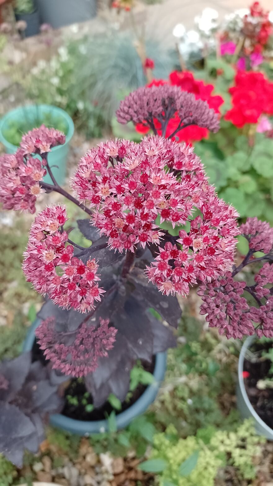 I Am New Here! My Flowers! I Am New Here! My Flowers!