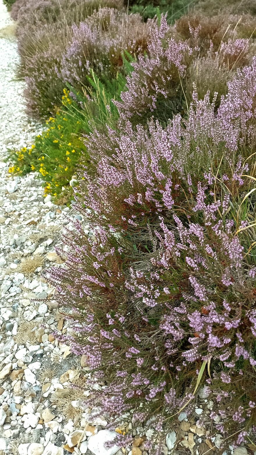 I Am New Here! My Flowers! I Am New Here! My Flowers!