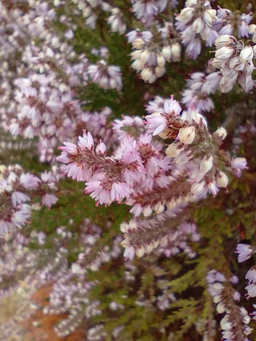 I Am New Here! My Flowers! I Am New Here! My Flowers!