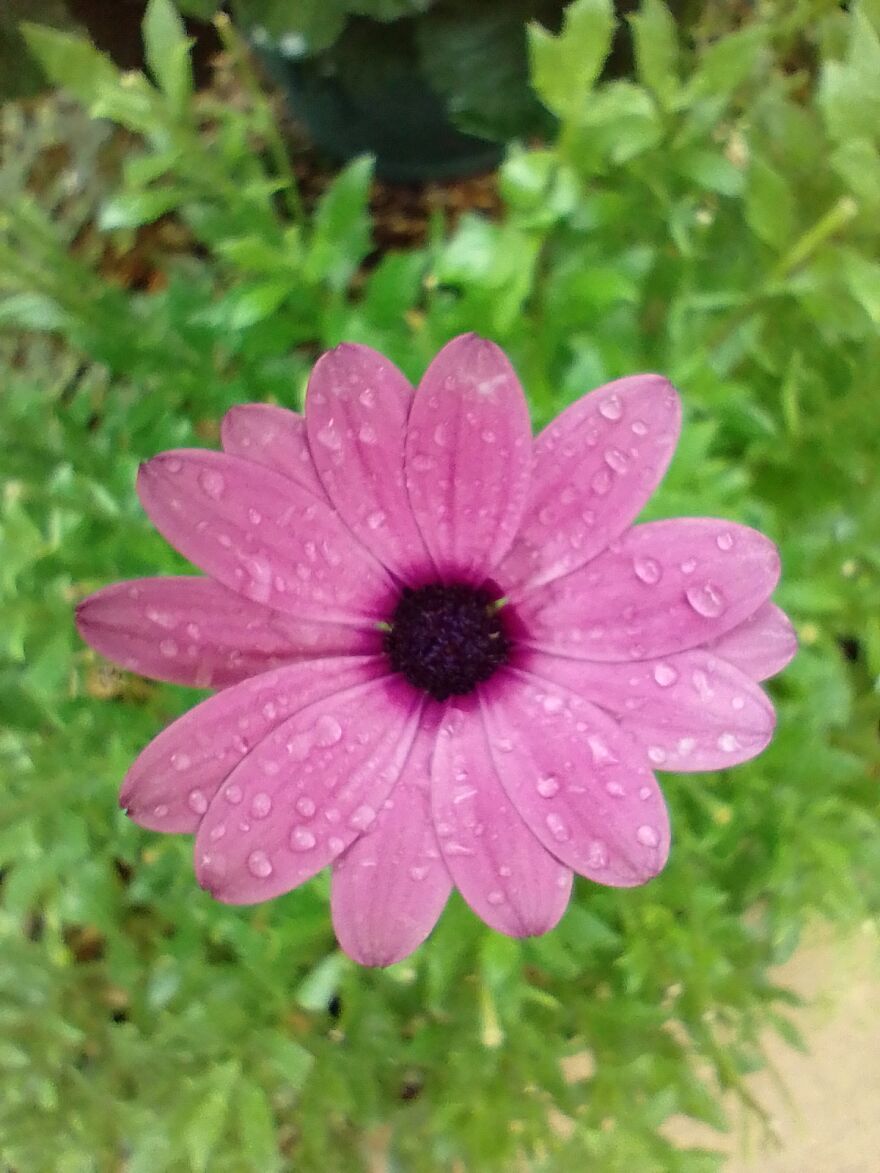 I Am New Here! My Flowers! I Am New Here! My Flowers!