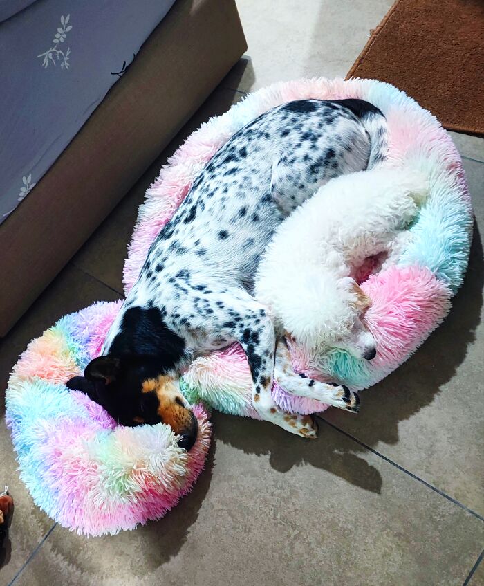 Aoife & Freya Having Unicorn Colour Dreams