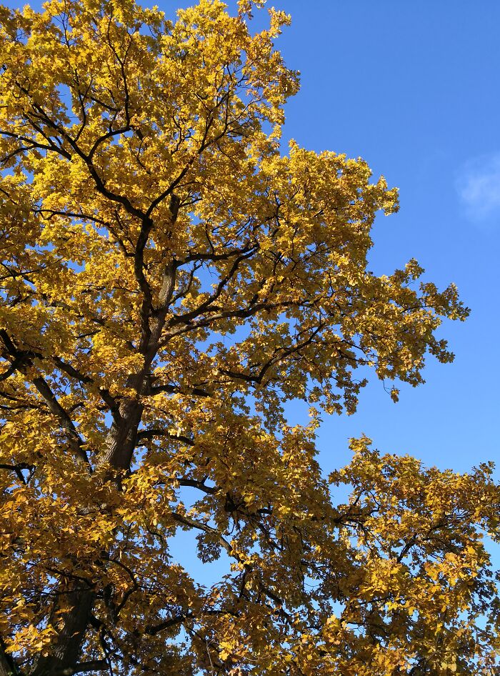 My Favourite Oak Tree