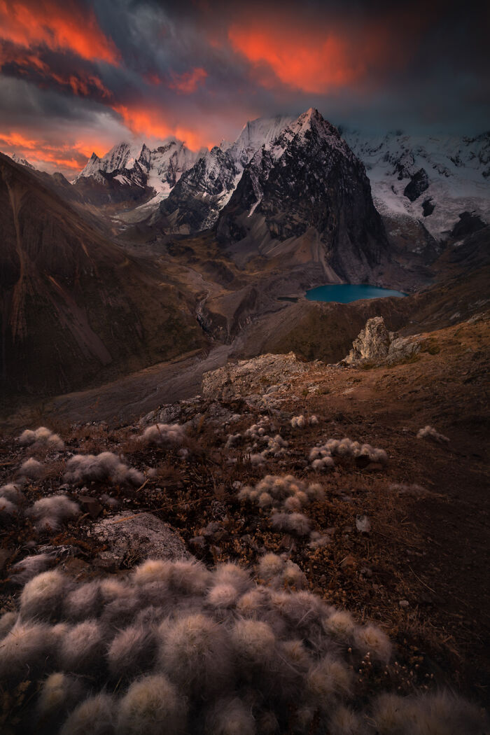 Sunset over snow-capped peaks and a turquoise lake in the Peruvian Andes with fluffy plants in the foreground.