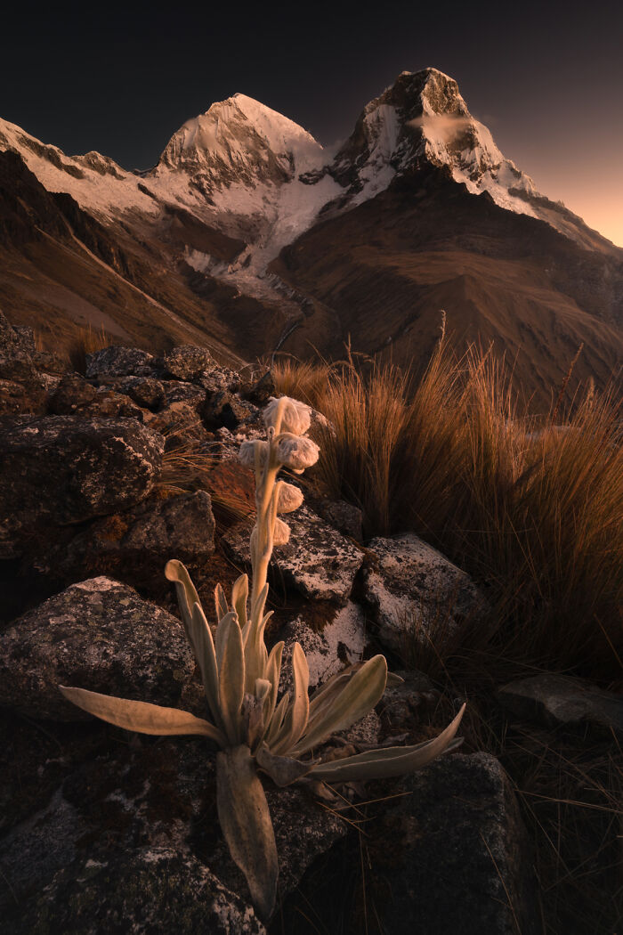 Mountain view in the Peruvian Andes at sunset with rocky terrain, native plants, and snow-capped peaks in the background.
