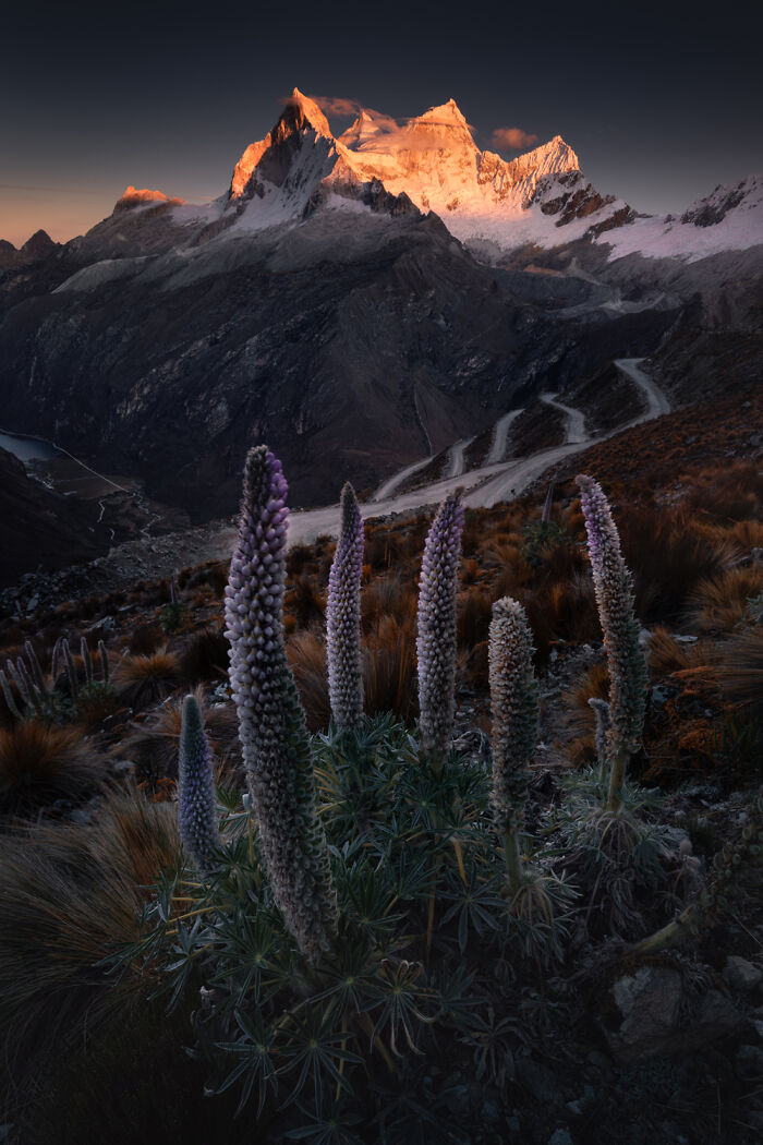 Purple wildflowers in the foreground with winding mountain trails and glowing peaks in the Peruvian Andes at sunset.