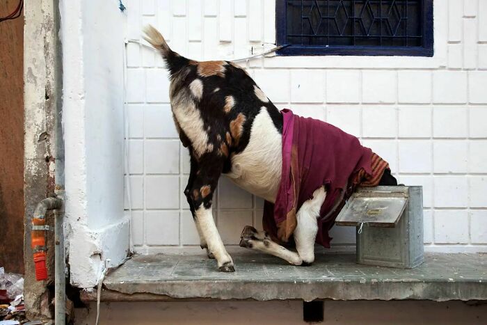 Scientist-Turned-Photographer Takes Pictures Of Ironic Everyday Moments (30 Pics)