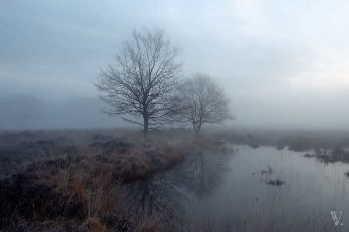 Foggy rural area in the Netherlands with bare trees reflected in a calm water body in the scenic countryside.