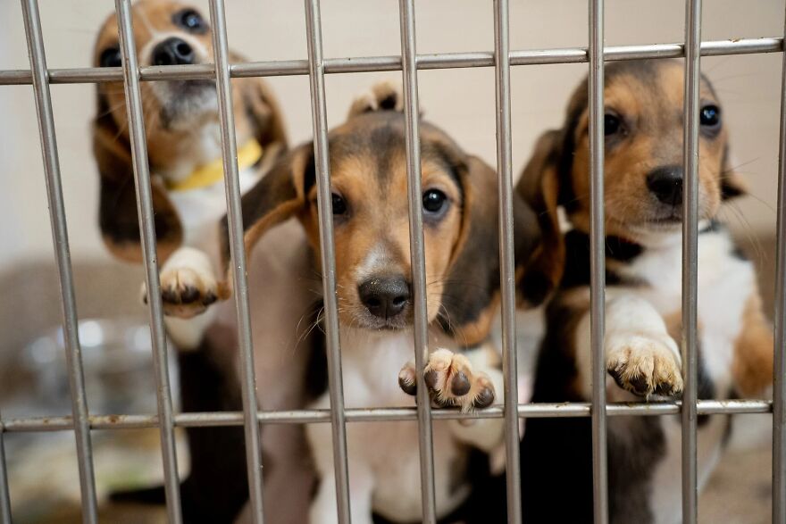 "They Don't Know What Grass Is": Over 4000 Beagles Got Rescued From A Medical Facility, And Now They Are In Dire Need Of New Homes "They Don't Know What Grass Is": Over 4000 Beagles Got Rescued From A Medical Facility, And Now They Are In Dire Need Of New Homes