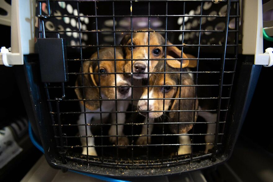 "They Don't Know What Grass Is": Over 4000 Beagles Got Rescued From A Medical Facility, And Now They Are In Dire Need Of New Homes "They Don't Know What Grass Is": Over 4000 Beagles Got Rescued From A Medical Facility, And Now They Are In Dire Need Of New Homes
