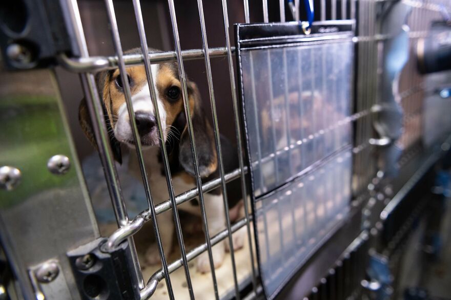 "They Don't Know What Grass Is": Over 4000 Beagles Got Rescued From A Medical Facility, And Now They Are In Dire Need Of New Homes "They Don't Know What Grass Is": Over 4000 Beagles Got Rescued From A Medical Facility, And Now They Are In Dire Need Of New Homes