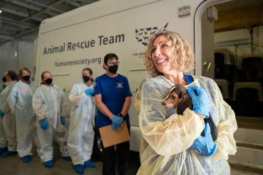 "They Don't Know What Grass Is": Over 4000 Beagles Got Rescued From A Medical Facility, And Now They Are In Dire Need Of New Homes "They Don't Know What Grass Is": Over 4000 Beagles Got Rescued From A Medical Facility, And Now They Are In Dire Need Of New Homes