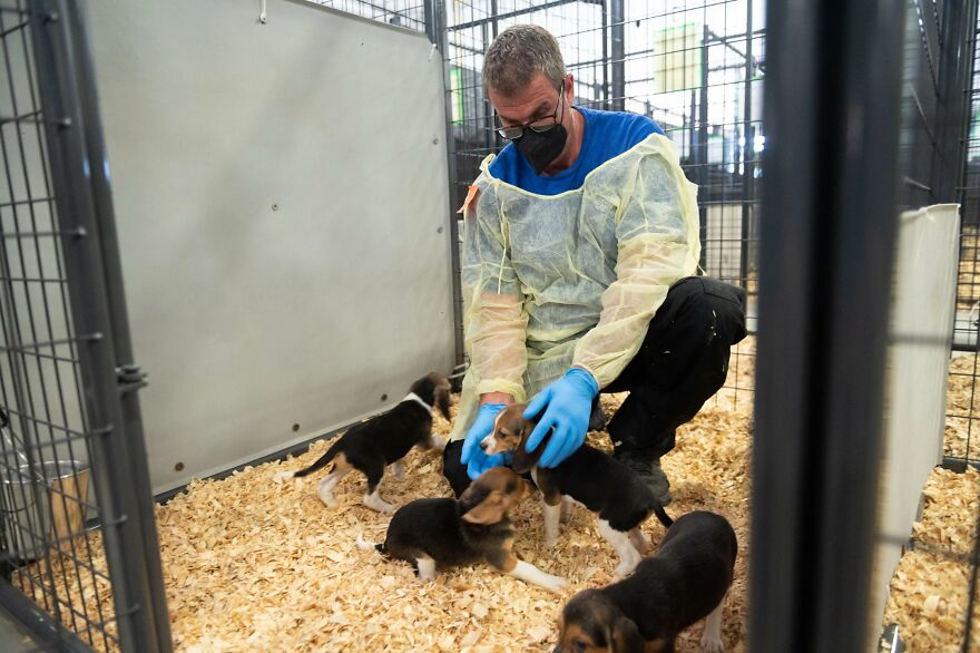 "They Don't Know What Grass Is": Over 4000 Beagles Got Rescued From A Medical Facility, And Now They Are In Dire Need Of New Homes "They Don't Know What Grass Is": Over 4000 Beagles Got Rescued From A Medical Facility, And Now They Are In Dire Need Of New Homes
