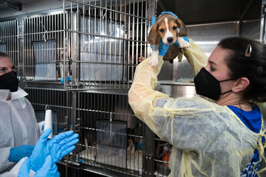 "They Don't Know What Grass Is": Over 4000 Beagles Got Rescued From A Medical Facility, And Now They Are In Dire Need Of New Homes "They Don't Know What Grass Is": Over 4000 Beagles Got Rescued From A Medical Facility, And Now They Are In Dire Need Of New Homes