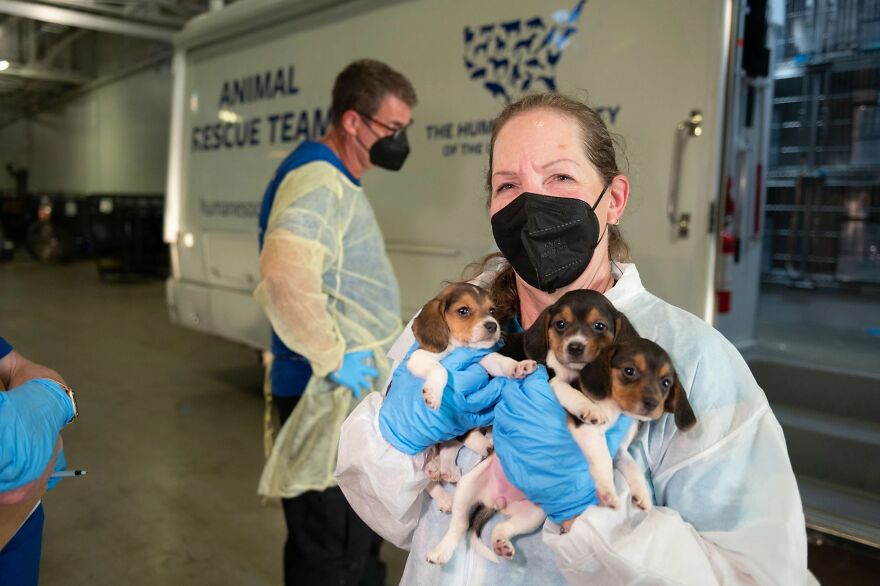 "They Don't Know What Grass Is": Over 4000 Beagles Got Rescued From A Medical Facility, And Now They Are In Dire Need Of New Homes "They Don't Know What Grass Is": Over 4000 Beagles Got Rescued From A Medical Facility, And Now They Are In Dire Need Of New Homes