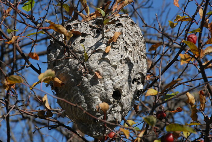 Neighbor Calls This Mom "Evil" For Asking Pest Control To Remove A Wasp Nest To Protect Her 5 Y.O. Kid, She Wonders If She's A Jerk For Doing So