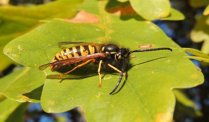 Neighbor Calls This Mom "Evil" For Asking Pest Control To Remove A Wasp Nest To Protect Her 5 Y.O. Kid, She Wonders If She's A Jerk For Doing So