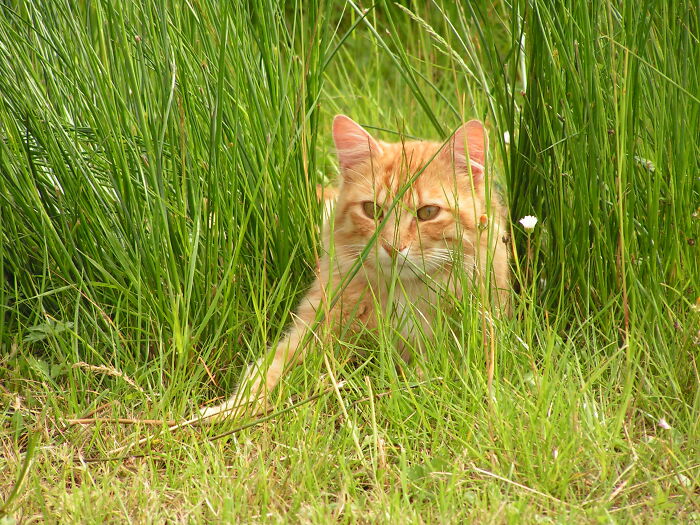 A Lion In His Proper Habitat