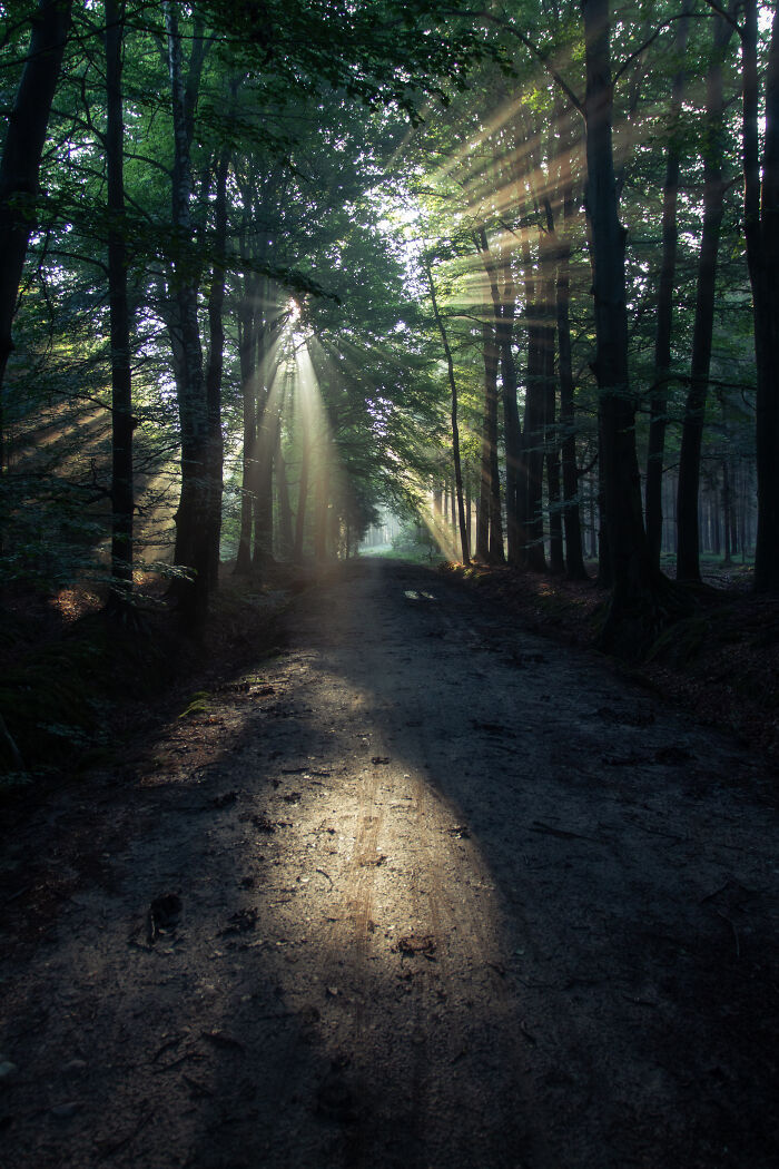 Sunlight filtering through tall trees along a dirt path in the scenic countryside of rural Netherlands.