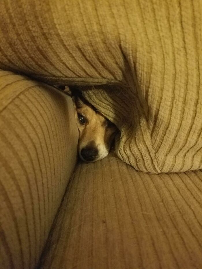 Evan Is (Almost) The Hide And Seek Champion