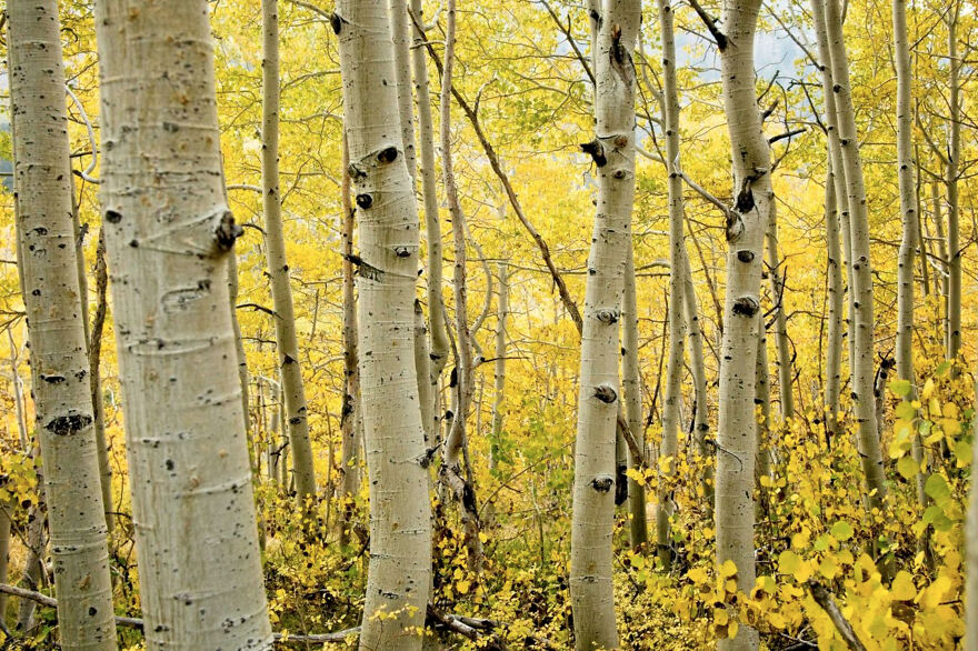 Creative Photos Showing The Color Yellow Taking Over