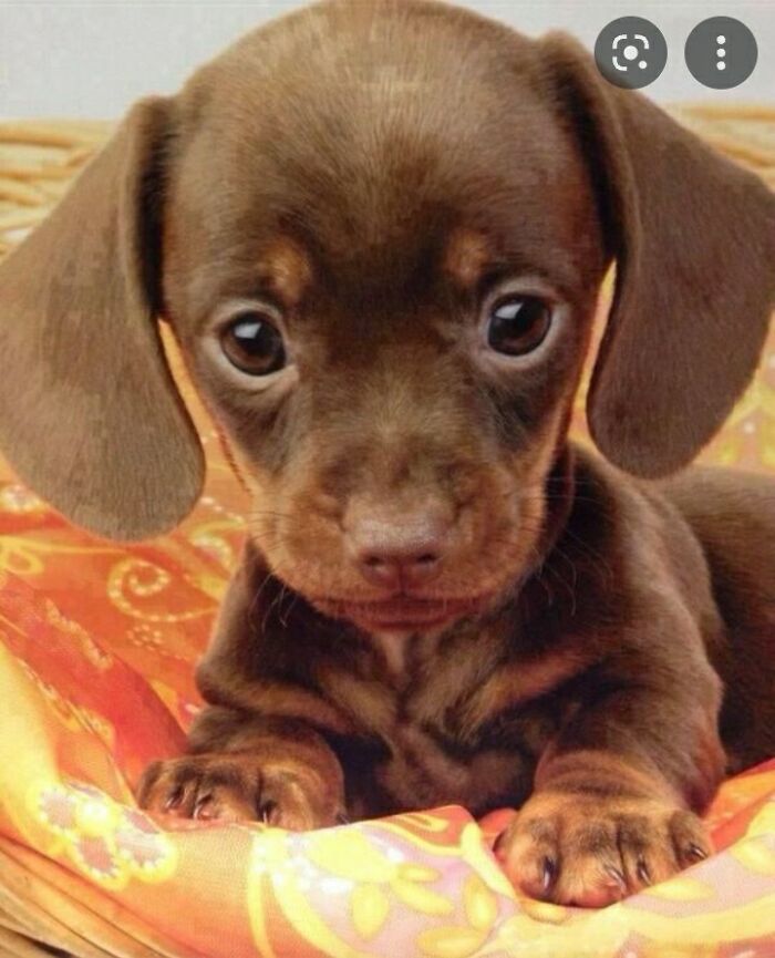 The “Weratedogs” Twitter Account With 9m Followers Rates People's Dogs, And It's As Hilarious As It Is Wholesome (50 New Pics)