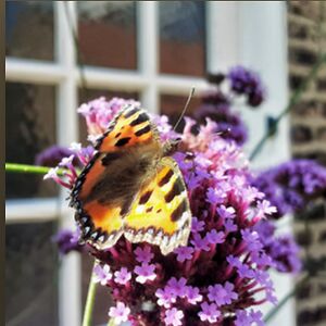 isabellebullars avatar