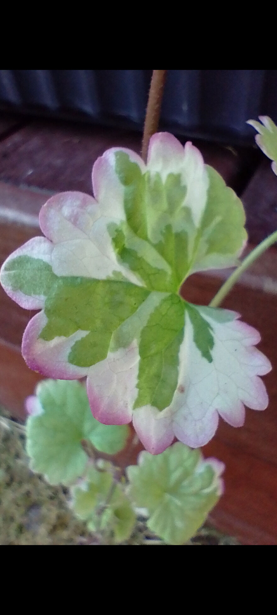 I Am New Here! My Flowers! I Am New Here! My Flowers!