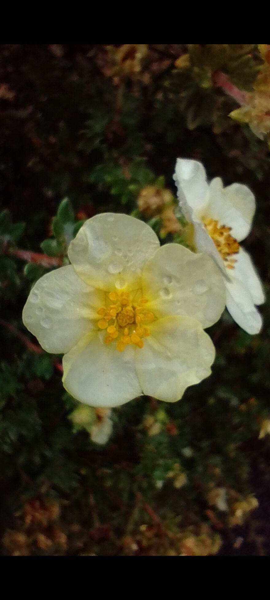 I Am New Here! My Flowers! I Am New Here! My Flowers!