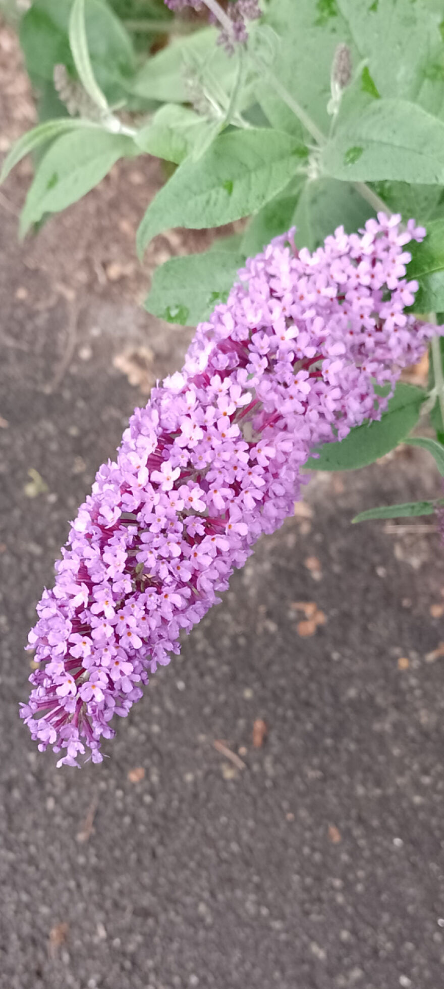 I Am New Here! My Flowers! I Am New Here! My Flowers!