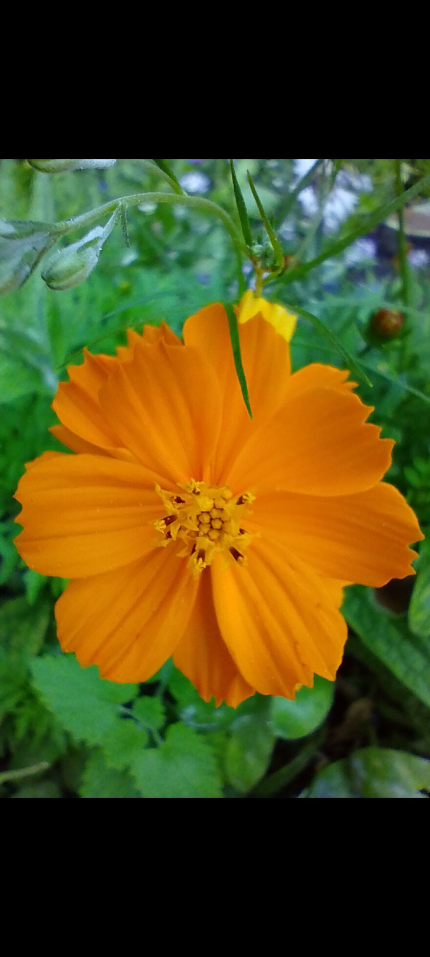 I Am New Here! My Flowers! I Am New Here! My Flowers!