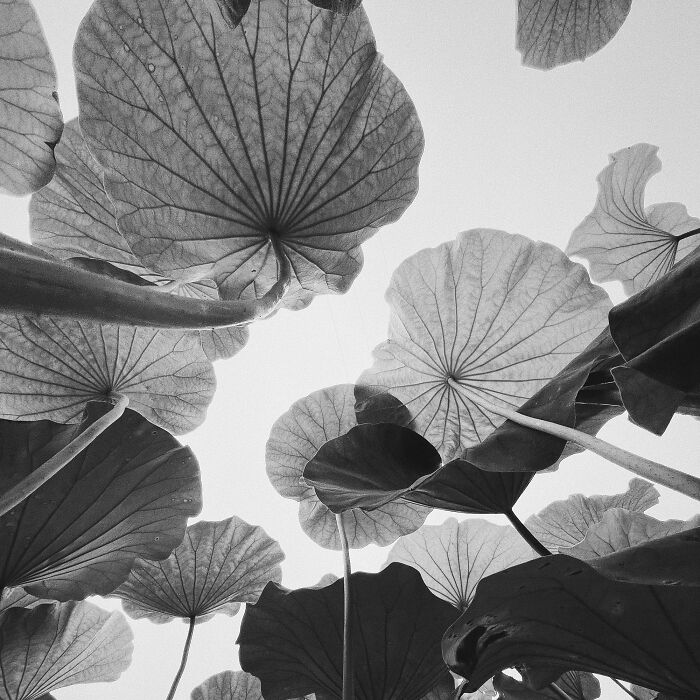 3er lugar, Naturaleza - Chuan Mu