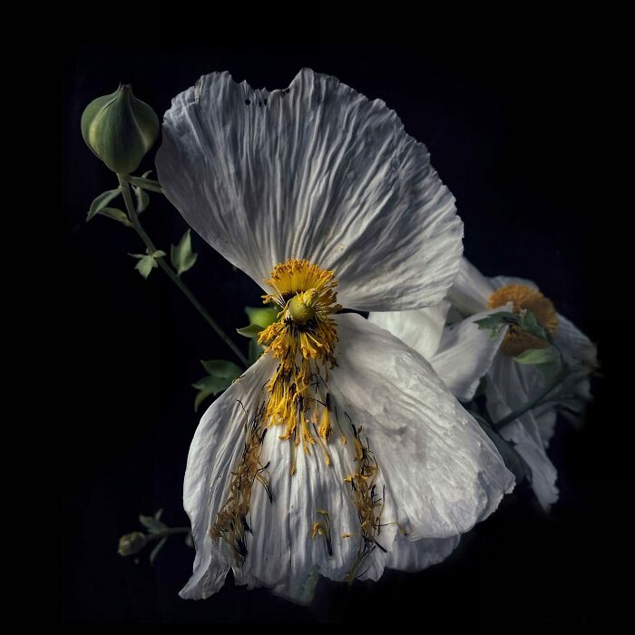 2do lugar, Naturaleza muerta - Robin Robertis