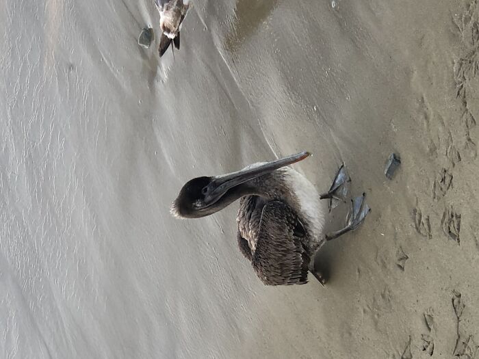 Pelican Fooled By Flock Of Seagulls