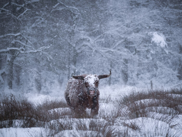Wild bull covered in snow standing in the scenic countryside of a rural area in the Netherlands during winter snowfall.