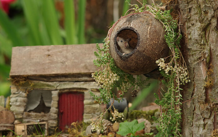 I Built A Scaled-Down Village For Wild Mice In My Garden, And They Love It I Built A Scaled-Down Village For Wild Mice In My Garden, And They Love It