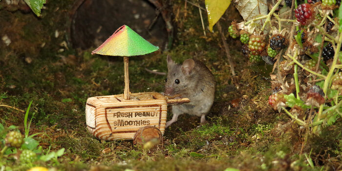 I Built A Scaled-Down Village For Wild Mice In My Garden, And They Love It I Built A Scaled-Down Village For Wild Mice In My Garden, And They Love It
